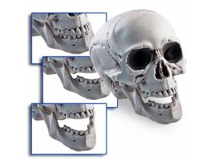 Διακοσμητική Νεκροκεφαλή...