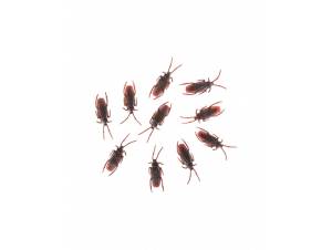 Ψεύτικες Κατσαρίδες 10...