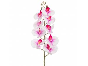  ΛΕΥΚΟ-ΛΙΛΑ ΟΡΧΙΔΕΑ ΚΛΑΔΙ 90ΕΚ