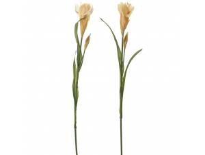  ΚΛΑΔΙ ΜΙΚΡΗ ΙΡΙΔΑ 60ΕΚ 2...