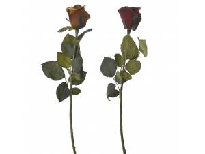  ΚΛΑΔΙ ΤΡΙΑΝΤΑΦΥΛΛΟ...