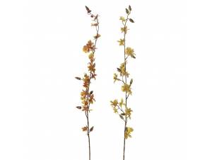  ΚΛΑΔΙ ΟΡΧΙΔΕΑ DANCING...