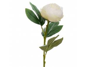  ΛΕΥΚΗ ΠΑΙΩΝΙΑ ΚΛΑΔΙ 66ΕΚ