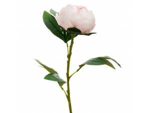  ΡΟΖ ΠΑΙΩΝΙΑ ΚΛΑΔΙ 66ΕΚ