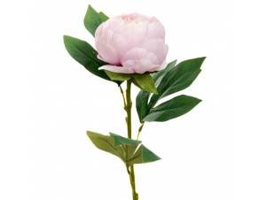  ΛΙΛΑ ΠΑΙΩΝΙΑ ΚΛΑΔΙ  66ΕΚ