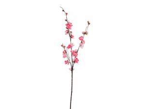  ΑΜΥΓΔΑΛΙΑ ΦΟΥΞΙΑ 93ΕΚ