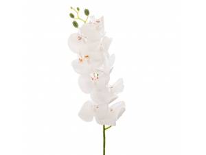  ΛΕΥΚΗ ΟΡΧΙΔΕΑ ΚΛΑΔΙ 95ΕΚ