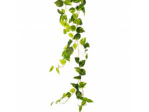  ΓΙΡΛΑΝΤΑ ΠΡΑΣΙΝΟΣ ΚΙΣΣΟΣ...