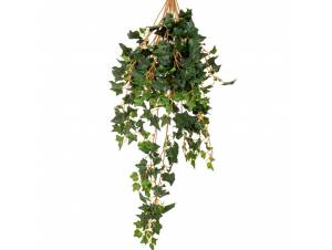  ΚΙΣΣΟΣ ΠΡΑΣΙΝΟΣ ΚΡΕΜΑΣΤΗ...