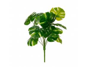  ΡΙΖΑ ΜΟΝΣΤΕΡΑ ΜΕ 12 ΦΥΛΛΑ...