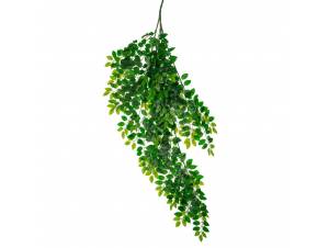  ΡΙΖΑ ΠΡΑΣΙΝΑΔΑ ΑΚΑΚΙΑ 135ΕΚ