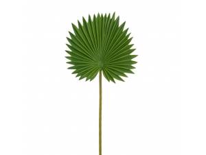  ΠΡΑΣΙΝΟ ΦΥΛΛΟ ΦΟΙΝΙΚΑ...