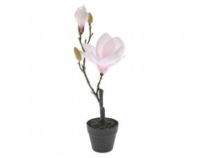  ΦΥΤΟ ΡΟΖ ΜΑΝΟΛΙΑ 40 ΕΚ ΣΕ...