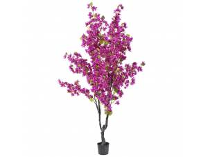  ΦΥΤΟ ΒΟΥΚΑΜΒΙΛΙΑ 210ΕΚ ΜΩΒ...