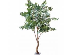  ΔΕΝΤΡΟ 230ΕΚ ΕΥΚΑΛΥΠΤΟΣ...