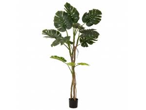  ΦΥΤΟ ΜΟΝΣΤΕΡΑ ΜΕ 180ΕΚ.ΜΕ...