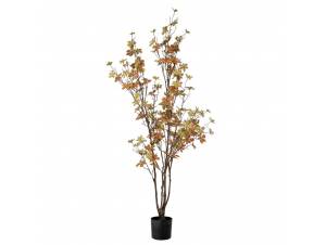  ΦΥΤΟ ENKIANTHUS ΜΕ 150...