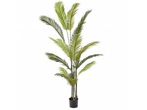  ΦΥΤΟ ΦΟΙΝΙΚΑΣ ΑΡΕΚΑ...