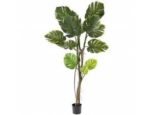  ΦΥΤΟ ΜΟΝΣΤΕΡΑ 165ΕΚ.ΜΕ 8...