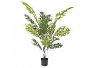  ΦΥΤΟ ΦΟΙΝΙΚΑΣ ΑΡΕΚΑ...