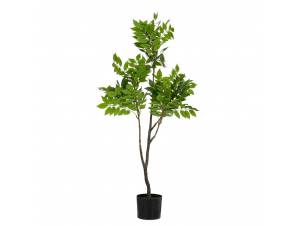  REAL TOUCH ΦΥΤΟ ΑΚΑΚΙΑ...