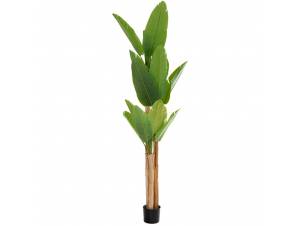  ΦΥΤΟ ΜΠΑΝΑΝΙΑ 260ΕΚ. Χ3 ΜΕ...