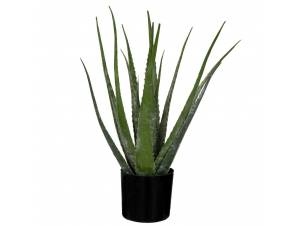  ΦΥΤΟ ΑΛΟΗ ΜΕ 18 ΦΥΛΛΑ 50EK...