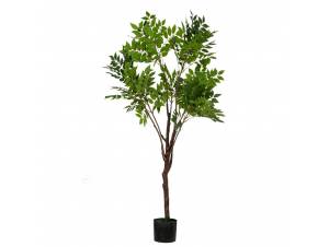  REAL TOUCH ΦΥΤΟ ΑΚΑΚΙΑ...