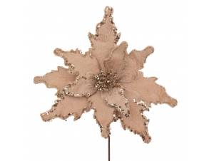 Σαμπανί αλεξανδρινό κλαδί...