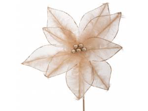 Σαμπανί αλεξανδρινό κλαδί...