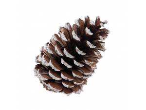 Κουκουνάρι φυσική 13-15 εκ....