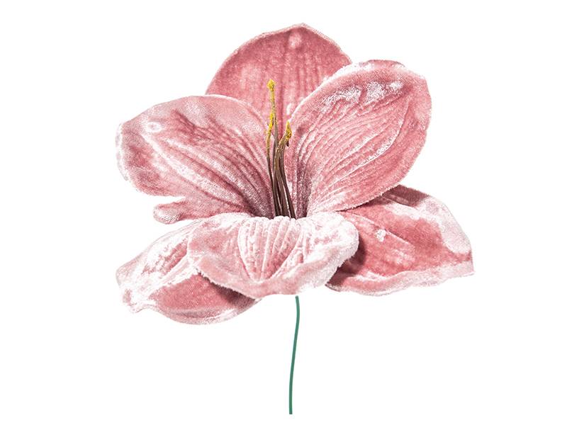 Διακοσμητικό λουλούδι αμαρυλλίς