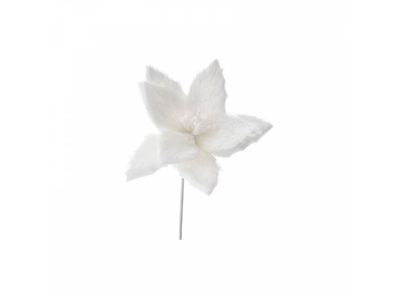Διακοσμητικό λουλούδι αλεξανδρινό με λευκή γούνα
