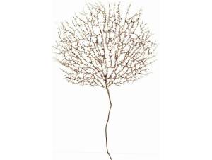 Φτέρη διακόσμησης