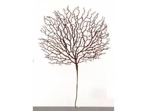 Φτέρη διακόσμησης