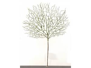 Φτέρη διακόσμησης