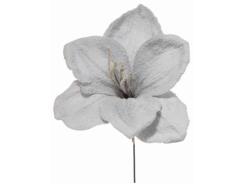 Διακοσμητικό λουλούδι αμαρυλλίς