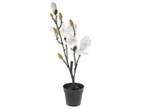 ΔΙΑΚΟΣΜΗΤΙΚΟ ΦΥΤΟ ΜΑΝΟΛΙΑ