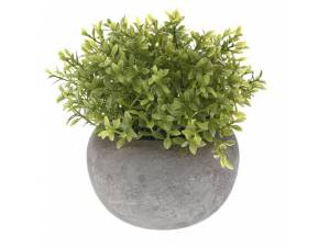 ΔΙΑΚΟΣΜΗΤΙΚΟ ΦΥΤΟ ΠΡΑΣΙΝΑΔΑ