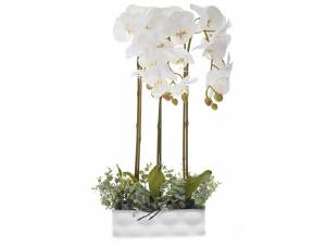 ΔΙΑΚΣΟΜΗΤΙΚΟ ΦΥΤΟ ΛΕΥΚΗ...