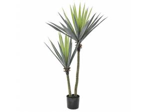 ΔΙΑΚΟΣΜΗΤΙΚΟ ΦΥΤΟ ΠΡΑΣΙΝΑΔΑ