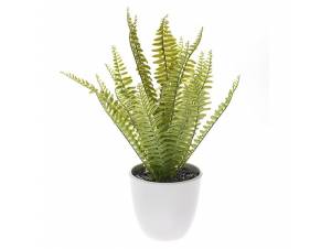 ΔΙΑΚΟΣΜΗΤΙΚΟ ΦΥΤΟ ΦΤΕΡΗ