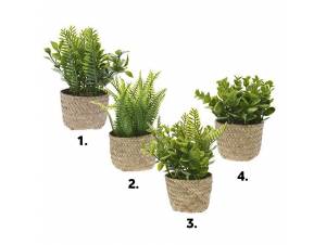 ΔΙΑΚΟΣΜΗΤΙΚΟ ΦΥΤΟ...