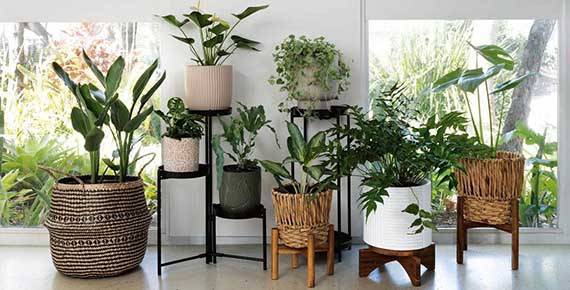 Κασπώ - Γλάστρες