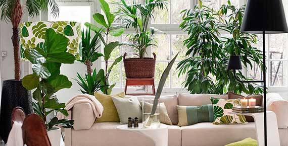 Φυτά και Κλαδιά Διακόσμησης